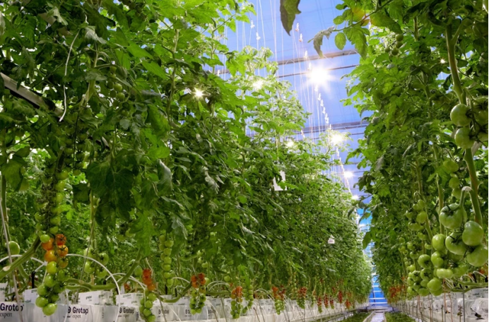 智慧灌溉控制系統 促進農業智慧化現代化(圖2) 智慧灌溉控制系統 促進農業智慧化現代化(圖2)
